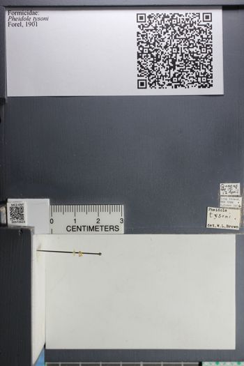 Media type: image;   Entomology 572623